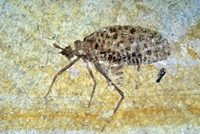 Lithymnetes laurenti